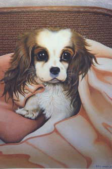 King Charles Spaniel